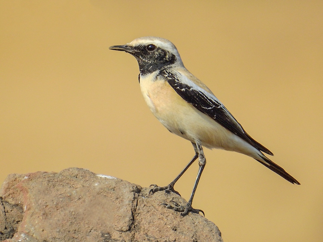 Desert wheatear